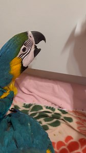 25K views · 2.3K reactions | I finally wore them out I believe.. added a perch to the cage today.. Skye was perching on the caterpillar toy bless her heart. Pip starting to figure out what a perch is too. So much flapping going on.. that tires them out nicely ❤️ | Macaws And More | Facebook