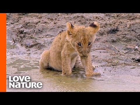 Weak "Misfit" Lion Cub Gets Second Chance in Life | Love Nature