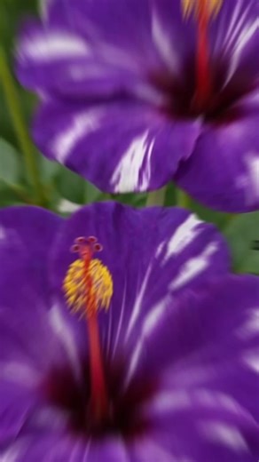 Beautiful Flowers and Soothing Music for Relaxation