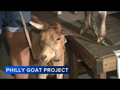 Philly Goat Project: What to know about the nonprofit based in Philadelphia's Germantown section
