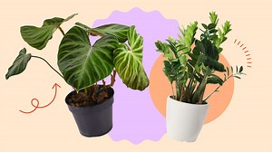 1.3K views · 31 reactions | So, you finally decided that you want to be a Plantita or a Halamom, but you're wondering, 'Where do I start?'. If you're looking to buy plants that are low-maintence and thrive on neglect, here are some of your best choices. Also, do share with us know in the comments which of these plants are you planning to get! | Cosmopolitan Philippines | Facebook