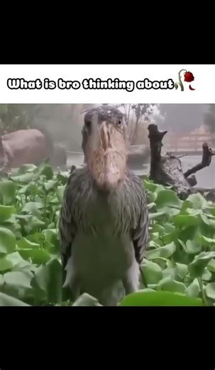 What is bro thinking about🥀 #shoebill #meme