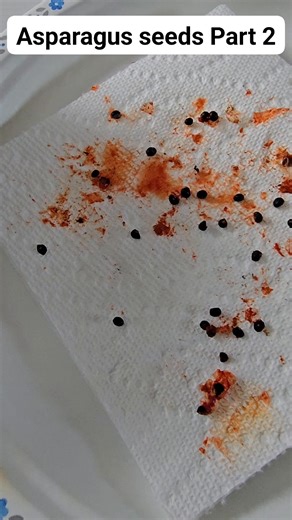 How to dry Asparagus Seeds | Coleen Rajotte