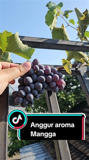 Menanam Anggur Jupiter Dengan Aroma Mangga