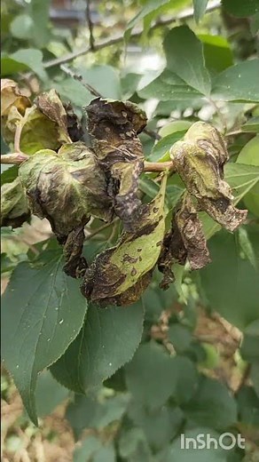 梅の新芽は病気です葉が縮れボロボロ縮葉病とってみた燃えるゴミ家庭菜園農家農園農業芽かき病気
