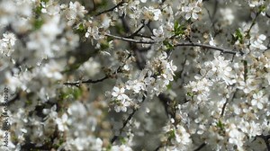 Closeup view 4k stock video footage of details of beautiful delicate spring trees blossom growing in sunny spring garden or orchard. Natural springtime background