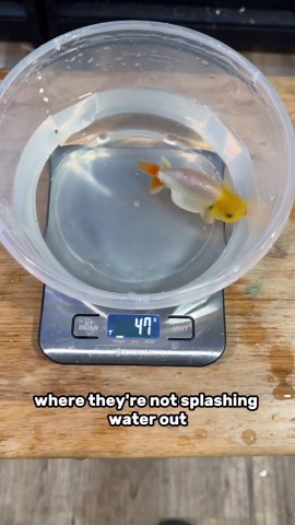 Weighing fish like a pro – here's how it's done