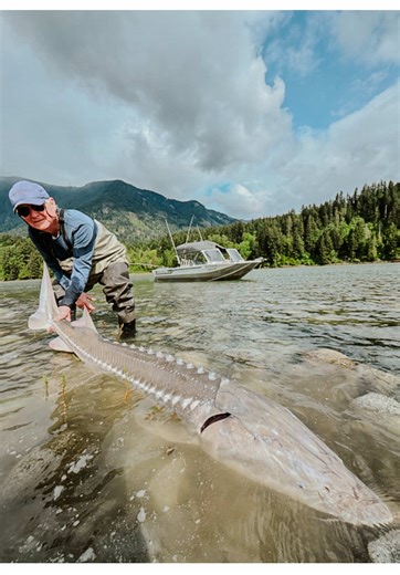 If 2026 plans include sturgeon fishing, you’re doing it right. We’ve got the fishing packages covered. 💪🎣 #bigfish #sturgeonfishing #catchandrelease #bcfishing #fishingaddict