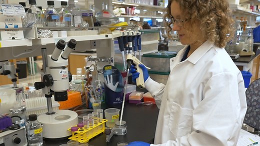 Cell Cycle Analysis in the C. elegans Germline with the Thymidine Analog EdU