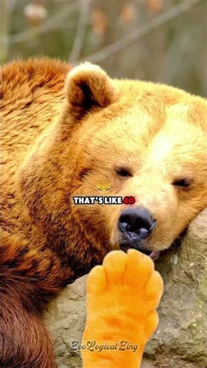 Bears aren't broken, their bodies are built different #wildlife #survival