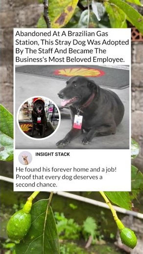 From Abandoned Stray to the Best Employee Ever! 🐾✨