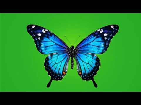Butterfly Green Screen Video | Free Chroma Key Footage 🦋 | No Copyright #butterfly