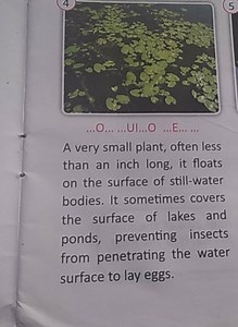 A very small plant, often less than an inch long, it floats on ... | Filo