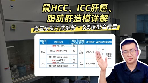 📌 告别半年造模！单次注射高效造模详解 #动物模型 #实验技术 #HCC #ICC #脂肪肝 #科研干货 #肿瘤模型 #高压水动力注射 #生物医学实验