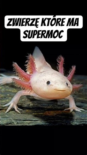Animal That Has Superpowers #interestingfacts #shorts #poland