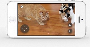 Conheça o aplicativo para você monitorar o seu pet