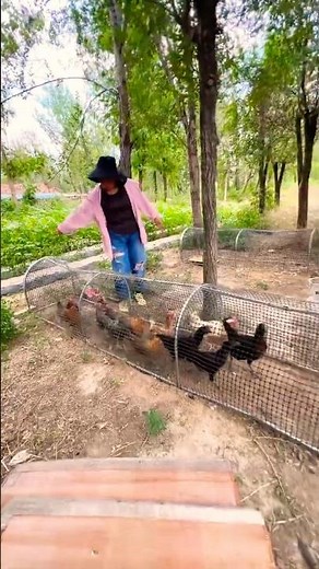 10 July 2025#(Portable Tunnel Chicken Run – Easy to Move, Ideal for Scientific Poultry Farming.4