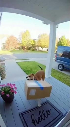 Caught on Camera: Dog Steals Package