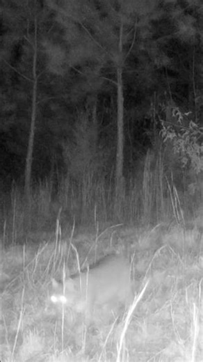 Bobcat on film at night