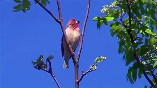 The Common Rosefinch: Close Up HD Footage (Carpodacus erythrinus)