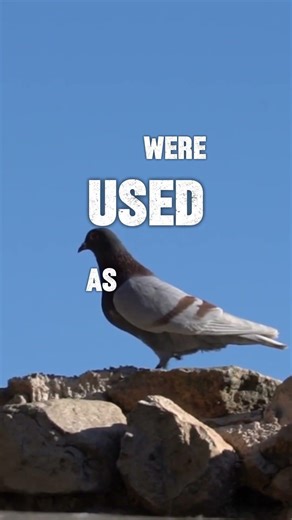 🕊️ PIGEONS: The Most HATED Bird That Actually SAVED LIVES! 🏅