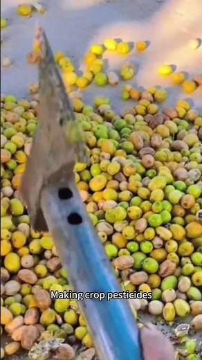 The Chinaberry Tree: Beauty with a Bitter Secret #poisonousplants #plantidentification