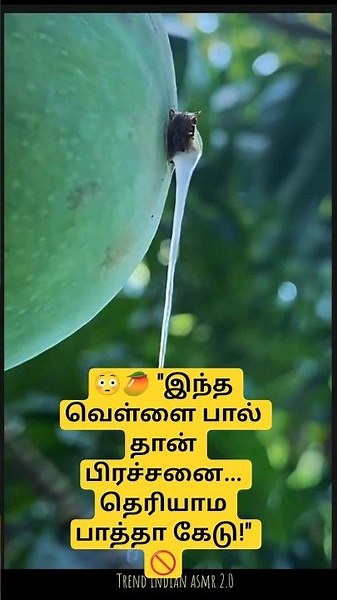 🥭⚠️ மாங்காய்ல வரும் இந்த வெள்ளை பால் 😱 தோலில் பட்டா என்ன ஆகும் தெரியுமா?! 🚫🔥 | Mango Danger 😳