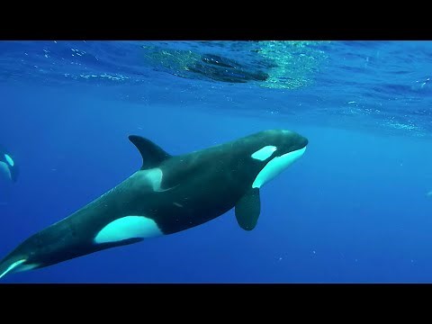 ORCA: The ocean's largest dolphin | Oceana