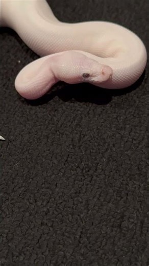 All white ball python snake with blue eyes💙 #pet #animal #reptile #snake #python #ballpython #cute