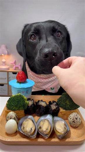 44K views · 520 reactions | #labrador #cute #dog #pet #feed | Beauty Pets | Facebook