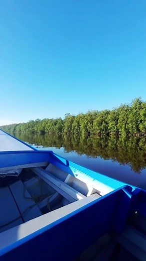 The Scarlet Ibis is a stunning bird found in Guyana's mangrove swamps, tidal mudflats and wetlands. #DiscoverGuyana #GuyanaWildlife #GuyanaTourism #Wildlife #Ibis #birdsofguyana | Discover Guyana