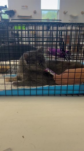 41K views · 2K reactions | Rescue teamwork: Feral pregnant cat, goes to Lost Souls cat rescue, she has her babies, they are weaned, she is vetted, and transferred to us. . Katerina is still in good hands.  #TogetherWeCan #TogetherWeSaveLives #teamwork #thisisrescue #teamworkmakesthedreamwork #worktogether #savetogether #spayandneuter #stopthesuffering #cats #furballfarmpetsanctuary #love #cat www.FurballFarmPetSanctuary.com  | Furball Farm Cat Sanctuary | Facebook