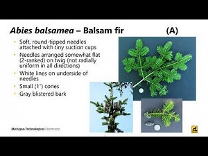 Michigan Tech Campus Tree Tour