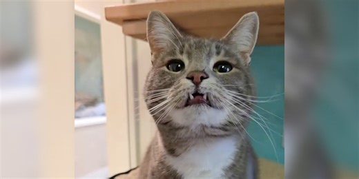 Shelter Cat Has Been Ignored For 700 Days — Just Because Of Her 'Derpy' Smile