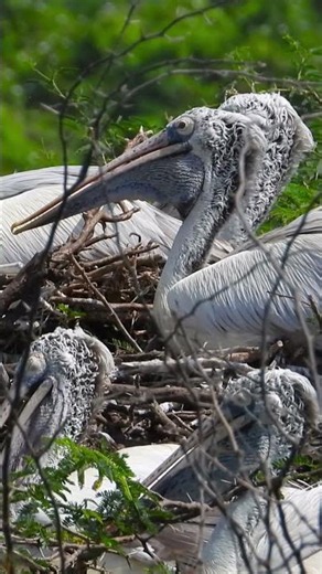 Rare Spot-Billed Pelican Nesting Colony Amazing Wildlife Moments