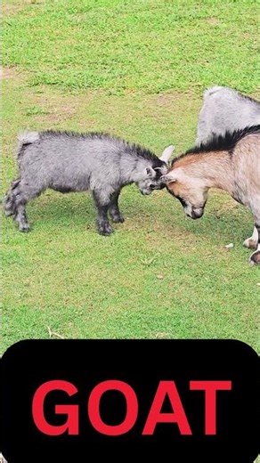 Goat sound, Goat sound video, Goat sounds #goat