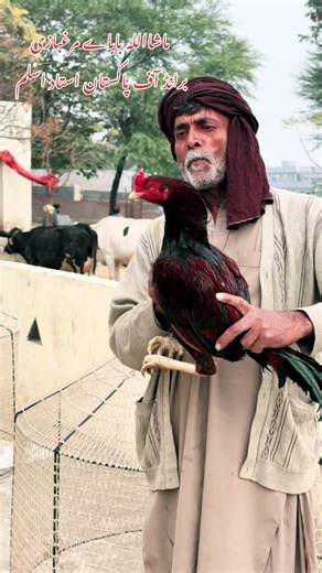 Mastering the Art of Chicken Farming in Pakistan