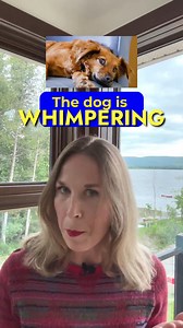 79K views · 1.8K reactions | Animal Sounds In English #learnenglish #shorts | JForrest English | Facebook