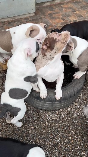 #cmbullys #bullypower #bullyworld🌍 #microbully TikTok