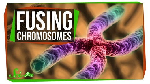 What happens if you fuse all your chromosomes? | SciShow News