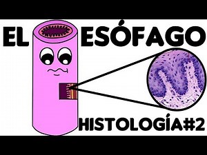 Histology of the Esophagus #2: Specific Histology