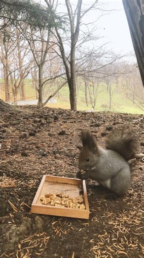 The squirrel was distracted by the birdsong and went away from the spot.