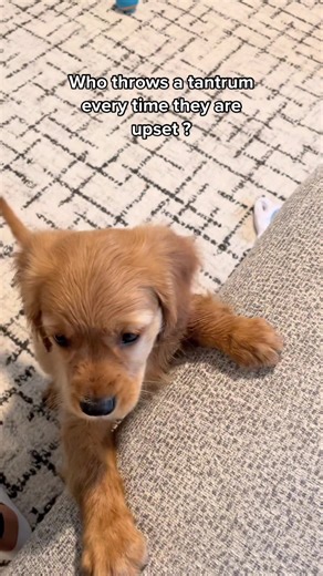 Playful Puppy Explores a Modern Living Room