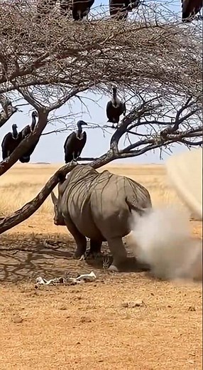 💨 Rhino Gas Drops the Birds from the Sky! 🦏🦅🤣
