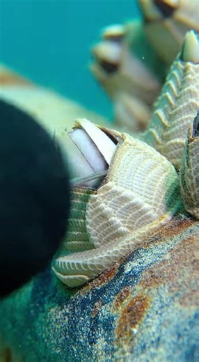 Effective Barnacle Removal Techniques for Clean Surfaces