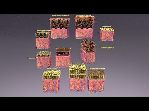 Epithelial cell types animated https://medical3dmodels.com