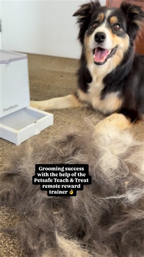 Shine Canine on Instagram: "Grooming with this tool makes it so much easier and rewarding for the dog too! 😊 Thanks @petsafe @petsafeanz https://www.shinepets.co.nz/products/petsafe-teach-treat-remote-reward-trainer"