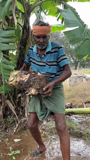 16M views · 138K reactions | Banana Root Cubes Making | Traditional Method #banana | Country Food Cooking | Facebook