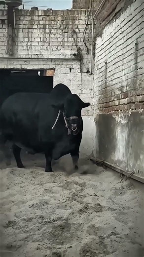 Eid Mubarak 2026 | Goru Cow Video | Big Cow Festive Vibes 🐄✨