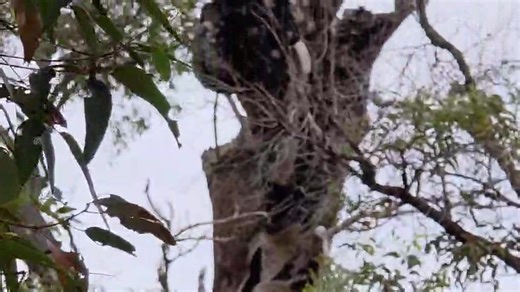 Walkabout! Right now in Australia sent five minutes ago to me. Wait for the trident at the end.It's three tridents in one. | Colorado Bigfoot